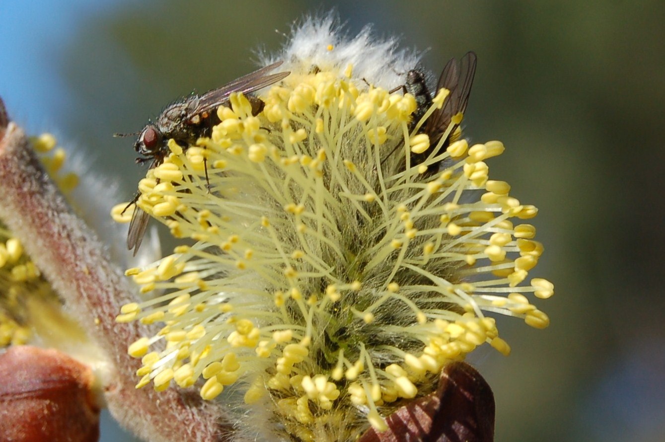 Accenno di primavera.